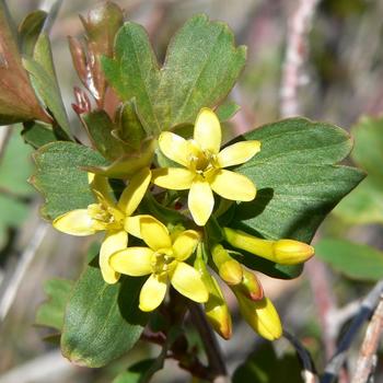Ribes aureum - Golden Currant