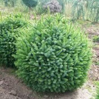 Picea omorika 'Globosa Nana' - Dwarf Globe Serbian Spruce