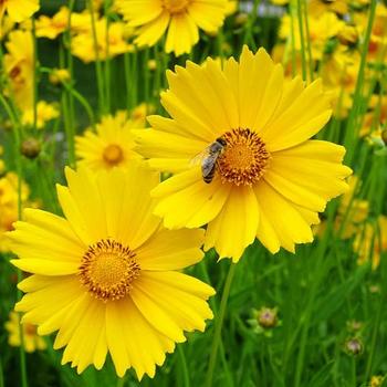 Coreopsis - 'Multiple Varieties' 