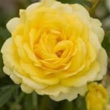 Rosa Balage 'High Voltage' - High Voltage Easy Elegance Yellow Rose