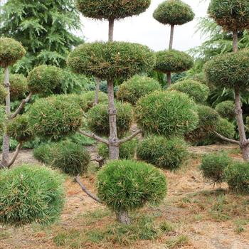Pinus Sylvestris Topiary Pine - Scotch Topiary Pine
