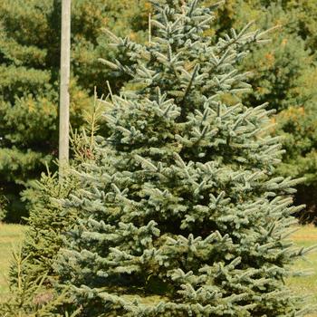 Picea glauca - White Spruce