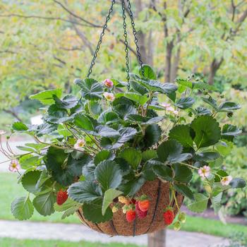 Fragaria x ananassa (Strawberry) - Bushel and Berry&reg; 'Rosy Belle&trade;'