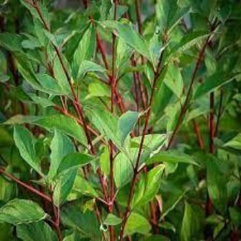 Cornus alba ''Red Gnome'' - Red Gnome Dogwood