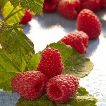 Rubus 'Meeker' - Meeker Red Raspberry