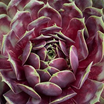 Sempervivum ''Averil'' (Hens and Chicks) - Supersemp® Averil