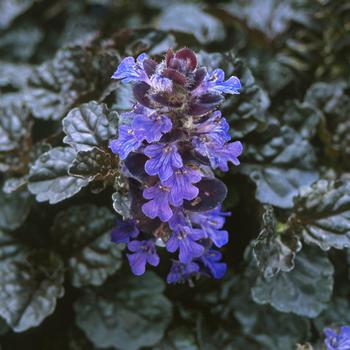 Ajuga reptans - Walberton's&reg; Black Scallop Bugleweed