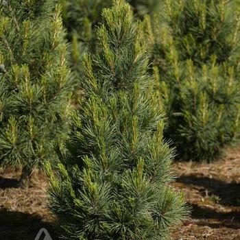 Pinus cembra - Blue Mound Swiss Stone Pine
