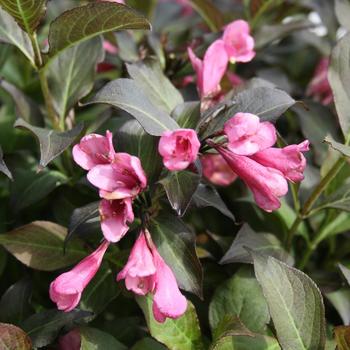 Weigela florida - Dark Horse Weigela