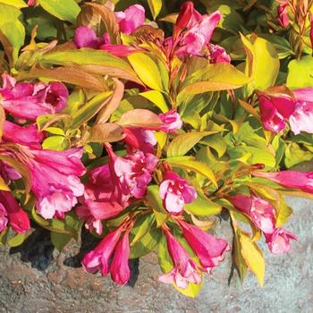 Weigela - Prism&trade; Magic Carpet Weigela