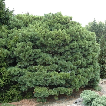 Pinus sylvestris - Dwarf Blue Scotch Pine