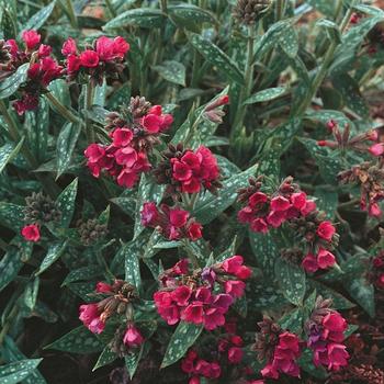 Pulmonaria longifolia - Raspberry Splash Lungwort