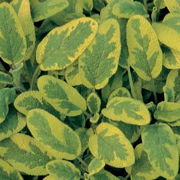 Salvia officinalis - Golden Variegated Sage