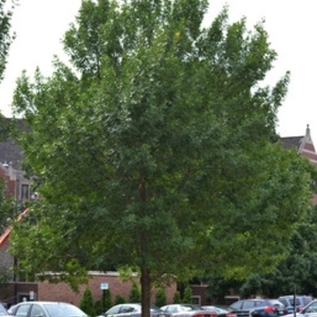 Fraxinus pennsylvanica 'Patmore' - Patmore Ash