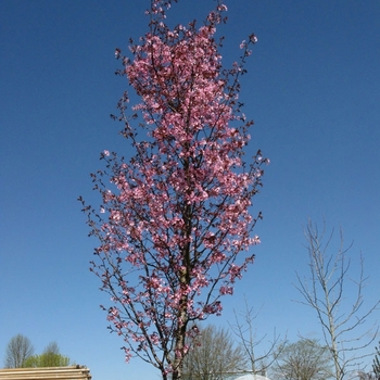 Prunus sargentii 'JFS KW21PS' - Pink Myst™ Cherry
