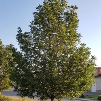 Fraxinus pennsylvanica 'Rugby' - Prairie Spire® Green Ash