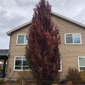 Quercus x 'Scarlet Letter' - Scarlet Letter Oak