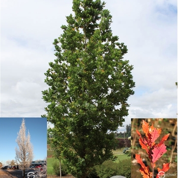 Quercus x bimundorum 'JFS-KW1QX' - Streetspire® Oak