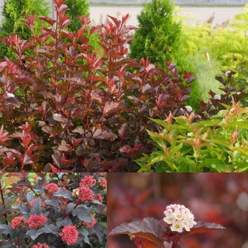 Physocarpus opulifolius - Ginger Wine®