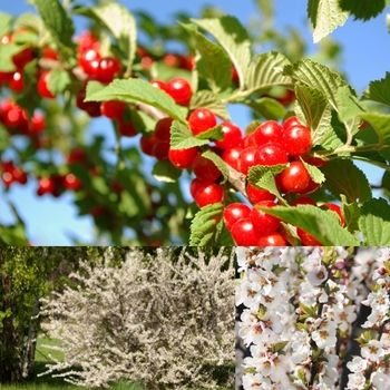 Prunus tomentosa - Nanking Cherry