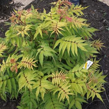 Sorbaria sorbifolia 'Bococot' - Cherry On Top&trade; Sorbaria