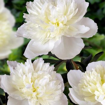 Paeonia lactiflora 'Duchess de Nemours' - Duchess de Nemours Peony