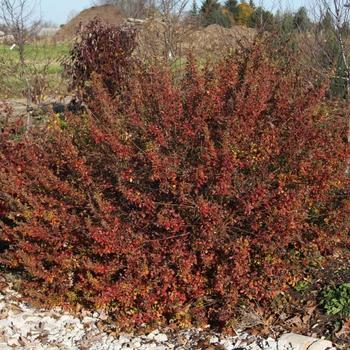 Rhus aromatica - Lacette&trade; Fragrant Sumac