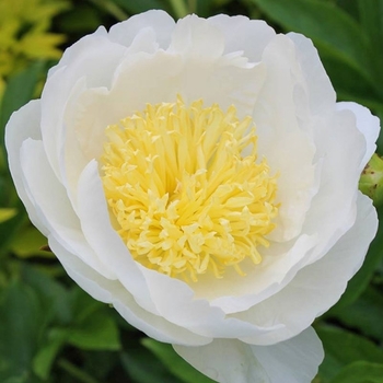 Paeonia lactiflora 'Stellar Charm.' - Stellar Charm Peony