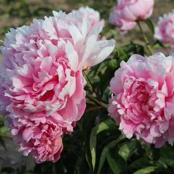 Paeonia lactiflora 'Walter Faxon.' - Walter Faxon Peony