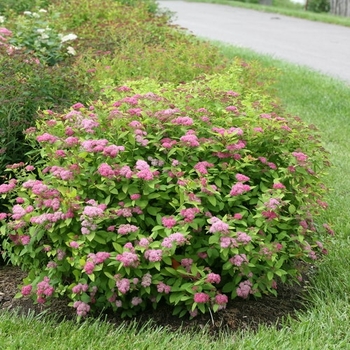 Spiraea 'Tracy' PP21588, Can 4073 (Spirea) - Double Play Big Bang® Spirea