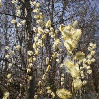 Salix caprea - Pussy Willow