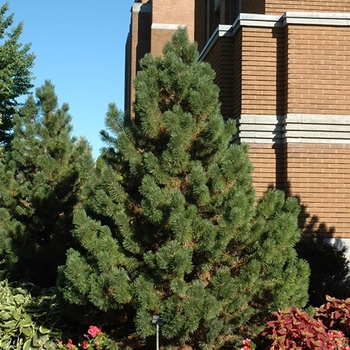 Pinus mugo 'Tannenbaum.' - Tannenbaum Mugo Pine