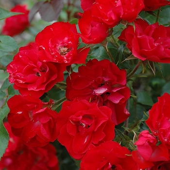Rosa 'Meipreston' PP13500 - Ruby Meidiland Rose