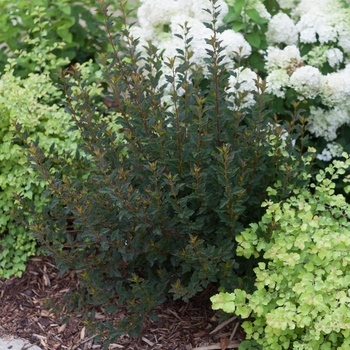 Physocarpus op 'Tiny Wine' - Tiny Wine Ninebark