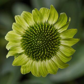 Echinacea purpurea - Prairie Blaze&trade; Green Coneflower