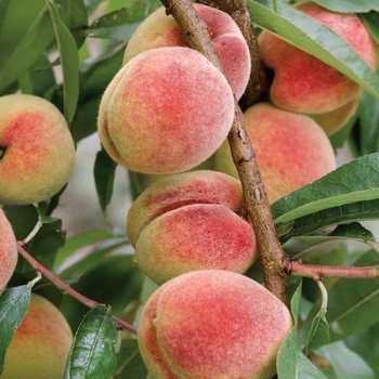 Prunus persica 'Frost.' - Frost Peach