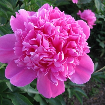 Paeonia x lactiflora 'Amabilis' - Amabilis Peony