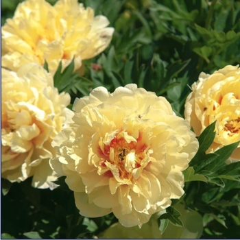 Paeonia x intersectional 'Garden Treasure' - Garden Treasure Itoh Peony