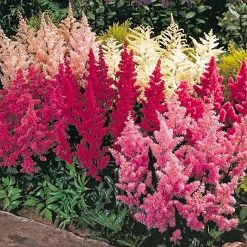 Multiple Varieties - Astilbe