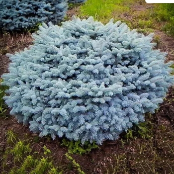 Picea pungens 'Globosa.' - Dwarf Globe Spruce LG