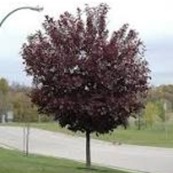 Prunus virginiana - Canada Red Chokecherry