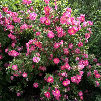 Rosa - John Davis Climbing Rose
