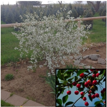 Prunus x - Romeo Dwarf Cherry