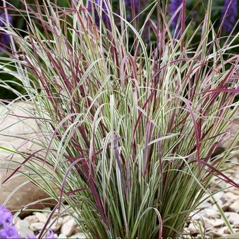 Schizachyrium scoparium 'PP31339' - Chameleon Bluestem Grass
