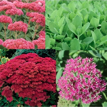 Sedum - Assorted Stonecrop