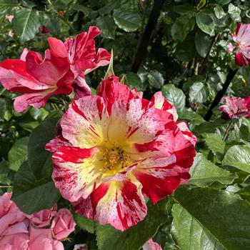 Rosa - Fourth of July Climbing Rose