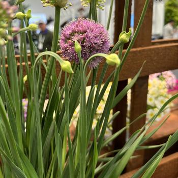 Allium x - 'Cobalt Millenium' Ornamental Onion