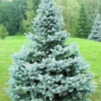 Picea pungens 'Baby Blue Eyes' - Baby Blue Eyes Colorado Spruce
