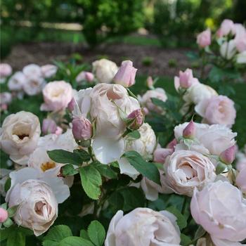 Rosa x - Flavorette Pear'd&reg; Edible Rose