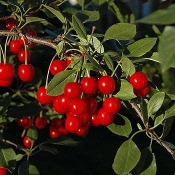 Prunus cerasus 'Evans Bali' - Bali Cherry